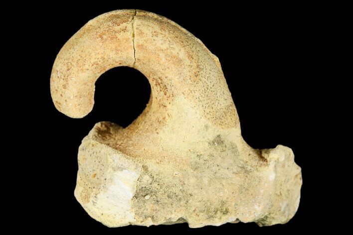 Ordovician Gastropod (Salpingostoma) Fossil - Wisconsin #174378